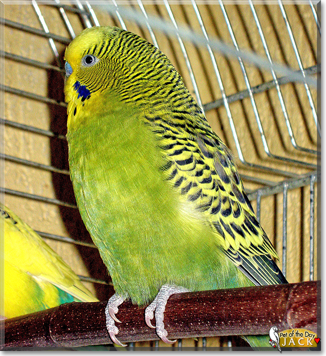 Jack the Budgerigar,  the Pet of the Day