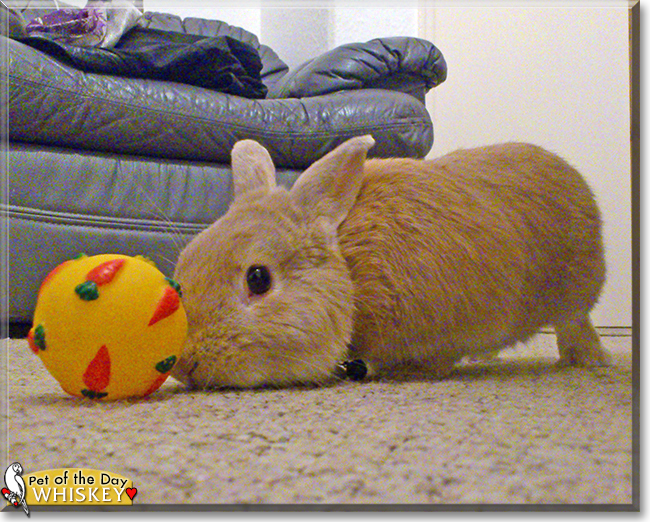 Whiskey the Netherland Dwarf Cross Rabbit,  the Pet of the Day