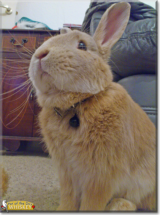 Whiskey the Netherland Dwarf Cross Rabbit,  the Pet of the Day