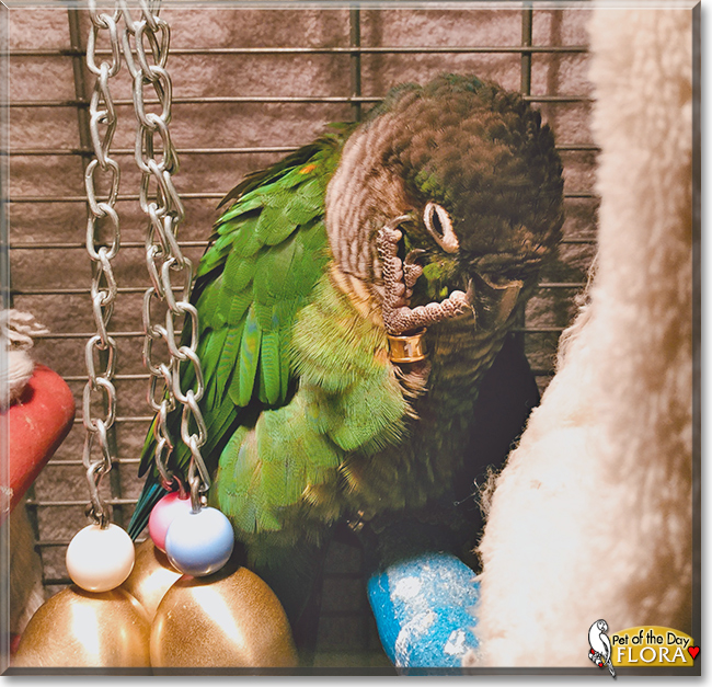 Flora the  Green Cheek Conure,  the Pet of the Day