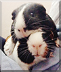 Putin, Pota the Guinea Pigs