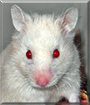 Honey the Hamster
