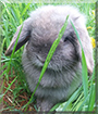 Chloe the Holland Lop Rabbit
