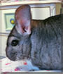Pikachu the Grey Chinchilla