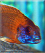 Sunburn the African Cichlid
