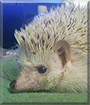 Pinde the African Pigmy Hedgehog