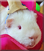 Snowflake the Guinea Pig