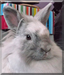 Isidora the Lionhead Rabbit