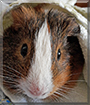 Squeaky the Rex Guinea Pig