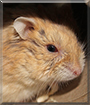 Dave the Russian Hamster