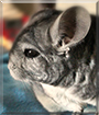 Pepper the Standard Grey Chinchilla