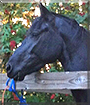 Nigel the Friesian mix Horse