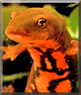 Minga the Paddle Tail Newt