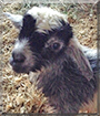 Cricket the Nigerian Dwarf Goat