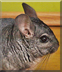 Mamrot the Chinchilla