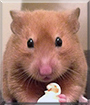 Theodore the Syrian Hamster