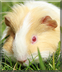 Toby the Sheltie Guinea Pig