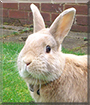 Whiskey the Netherland Dwarf Cross Rabbit