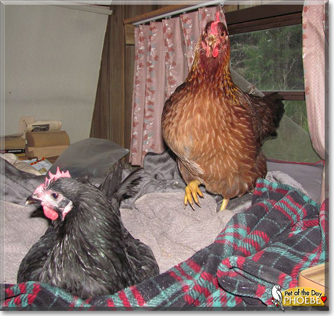Phoebe the Dutch Welsummer Chicken, the Pet of the Day