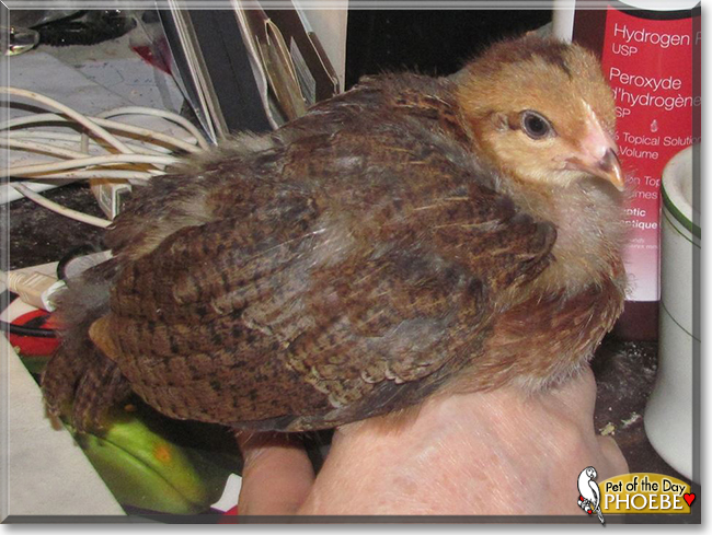 Phoebe the Dutch Welsummer Chicken, the Pet of the Day