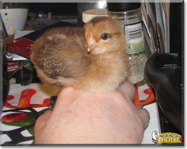 Phoebe the Dutch Welsummer Chicken, the Pet of the Day