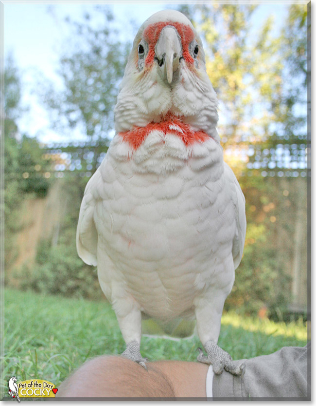 Cocky the Eastern Long-billed Corella, the Pet of the Day