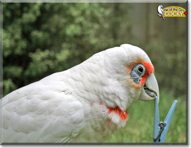 Cocky the Eastern Long-billed Corella, the Pet of the Day