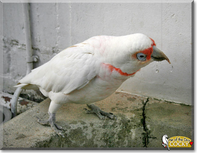 Cocky the Eastern Long-billed Corella, the Pet of the Day
