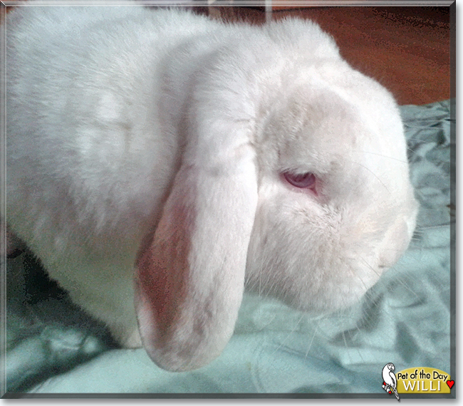Willi the Dwarf Lop Bunny Rabbit, the Pet of the Day