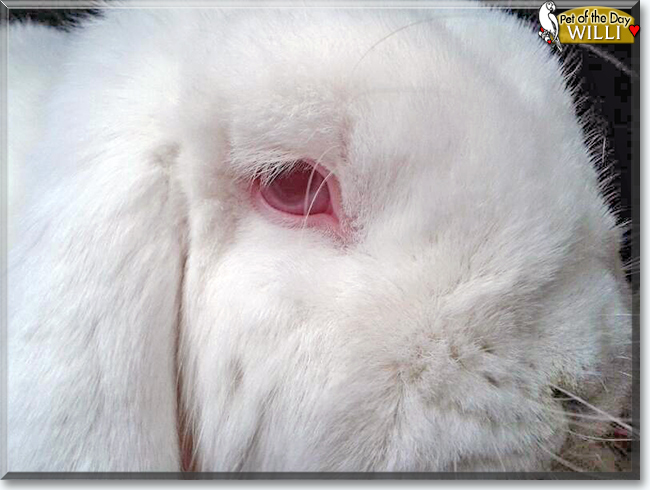Willi the Dwarf Lop Bunny Rabbit, the Pet of the Day