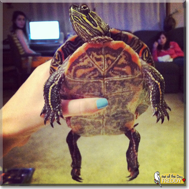 Freddy the Western Painted Turtle, the Pet of the Day
