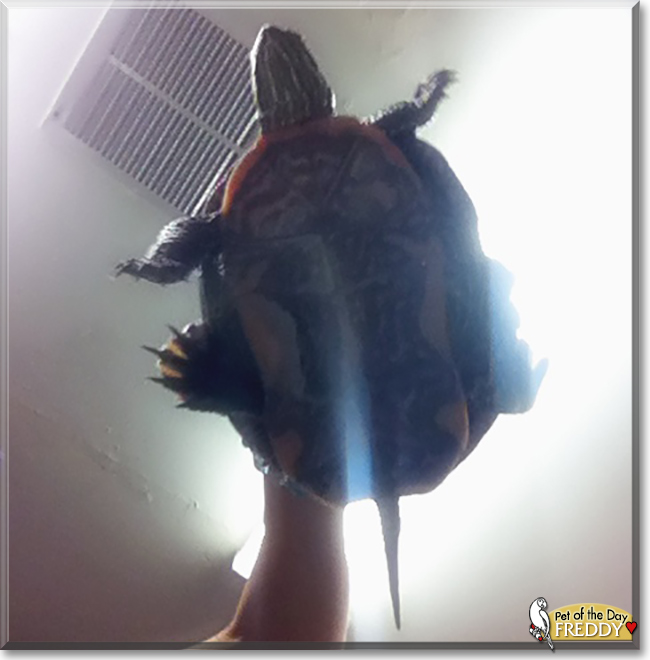 Freddy the Western Painted Turtle, the Pet of the Day