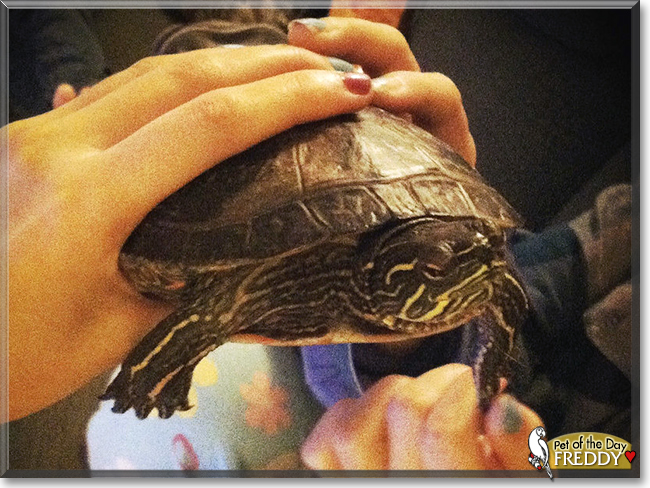 Freddy the Western Painted Turtle, the Pet of the Day
