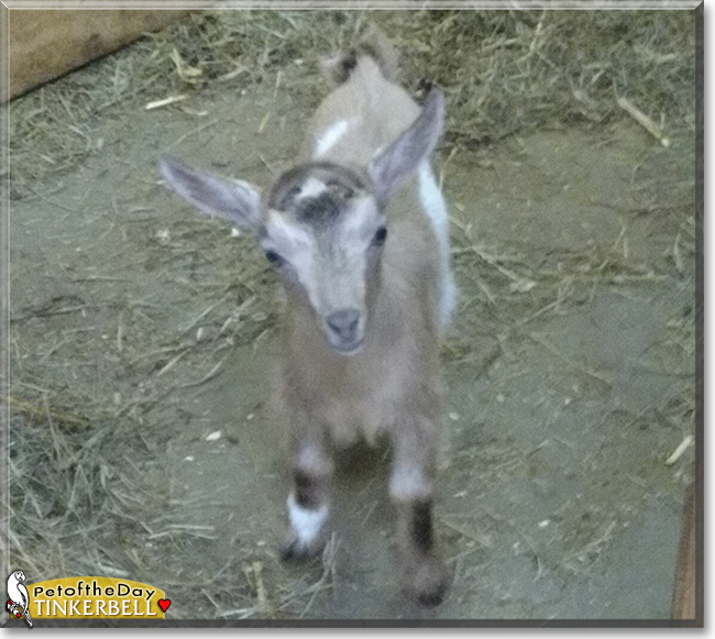 Tinkerbell, Peter Pan the Nigerian Dwarf Goats, the Pet of the Day