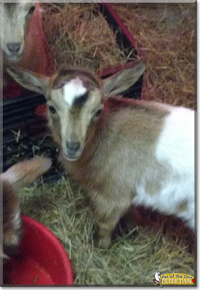 Tinkerbell, Peter Pan the Nigerian Dwarf Goats, the Pet of the Day