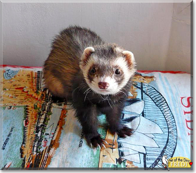 Fredi the Ferret, the Pet of the Day