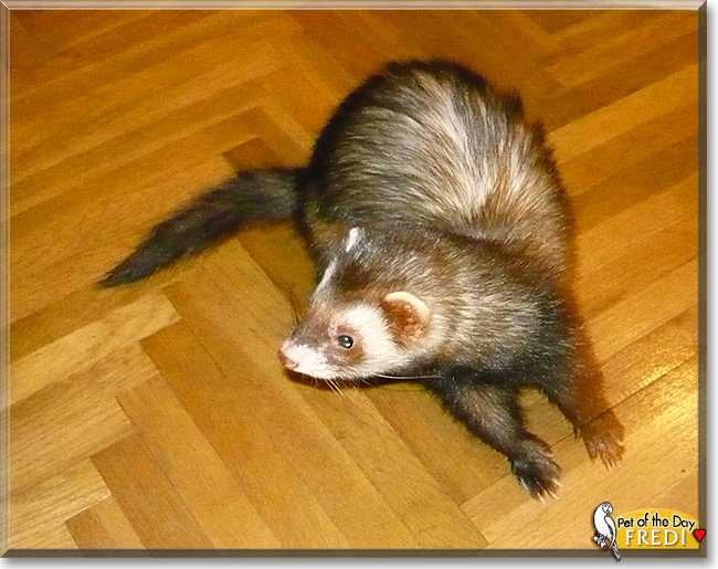 Fredi the Ferret, the Pet of the Day