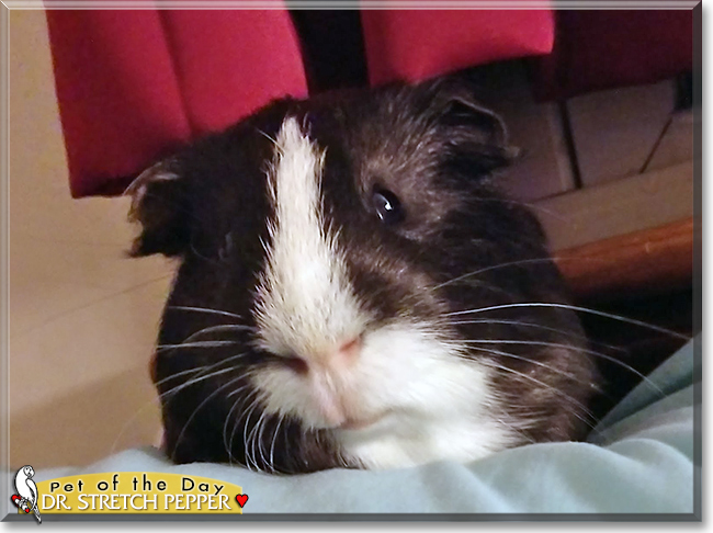 Dr. Stretch Pepper the Guinea Pig, the Pet of the Day