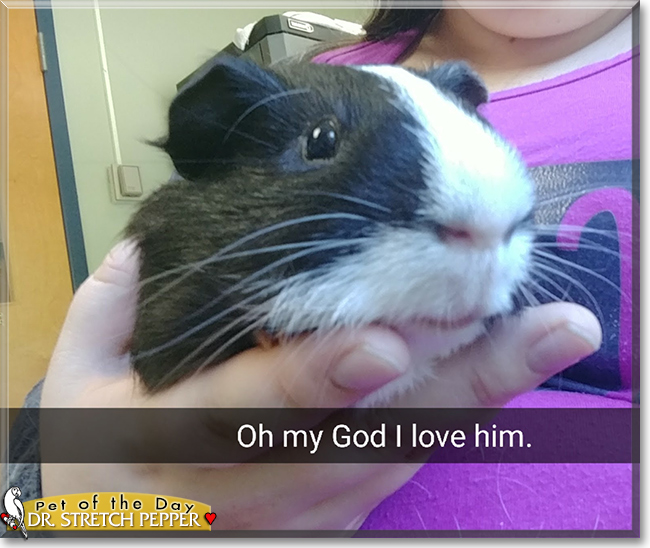 Dr. Stretch Pepper the Guinea Pig, the Pet of the Day
