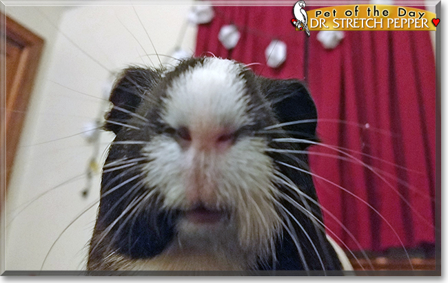 Dr. Stretch Pepper the Guinea Pig, the Pet of the Day