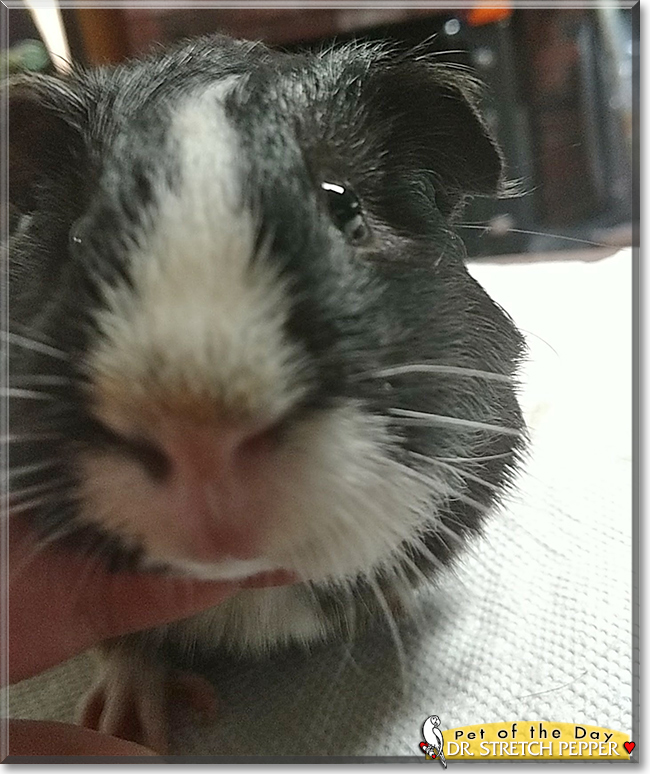 Dr. Stretch Pepper the Guinea Pig, the Pet of the Day