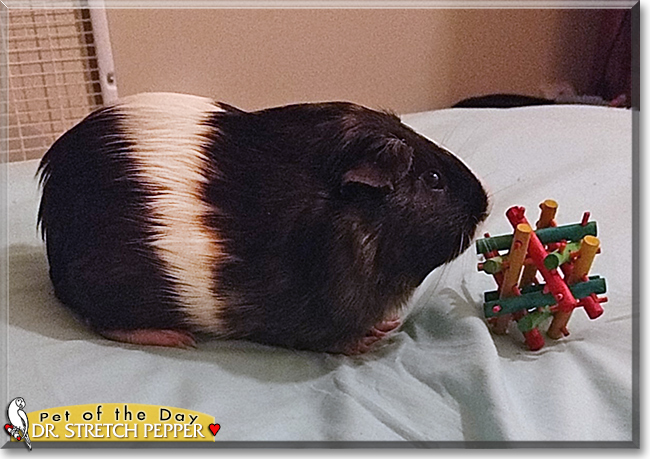 Dr. Stretch Pepper the Guinea Pig, the Pet of the Day