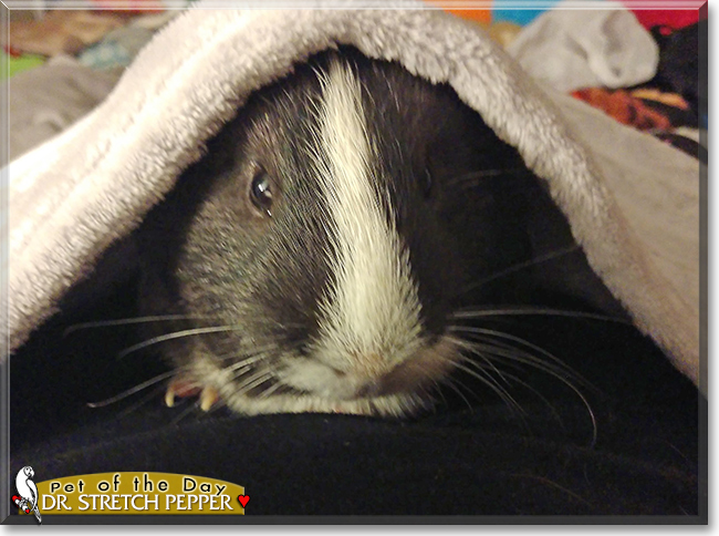 Dr. Stretch Pepper the Guinea Pig, the Pet of the Day