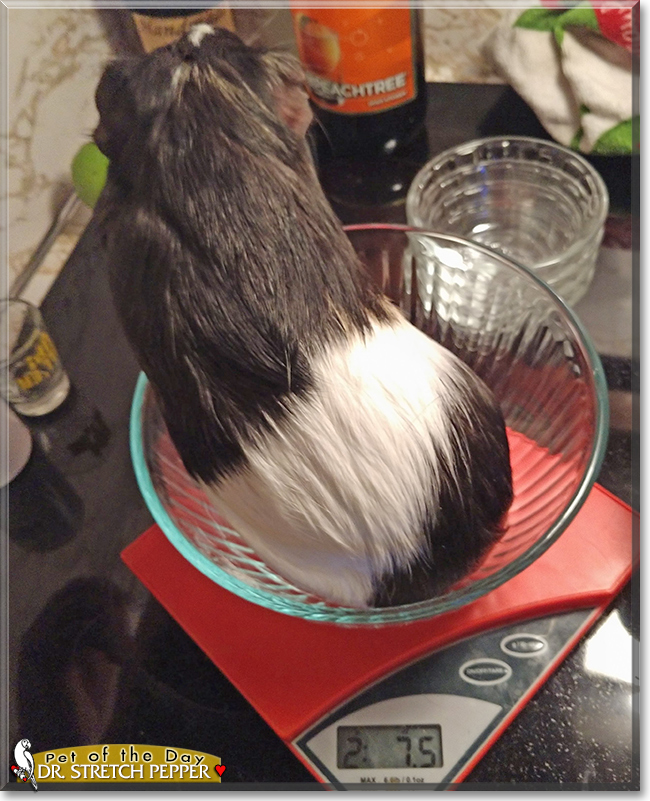 Dr. Stretch Pepper the Guinea Pig, the Pet of the Day