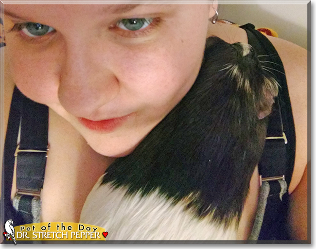 Dr. Stretch Pepper the Guinea Pig, the Pet of the Day