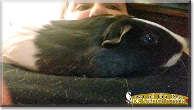 Dr. Stretch Pepper the Guinea Pig, the Pet of the Day