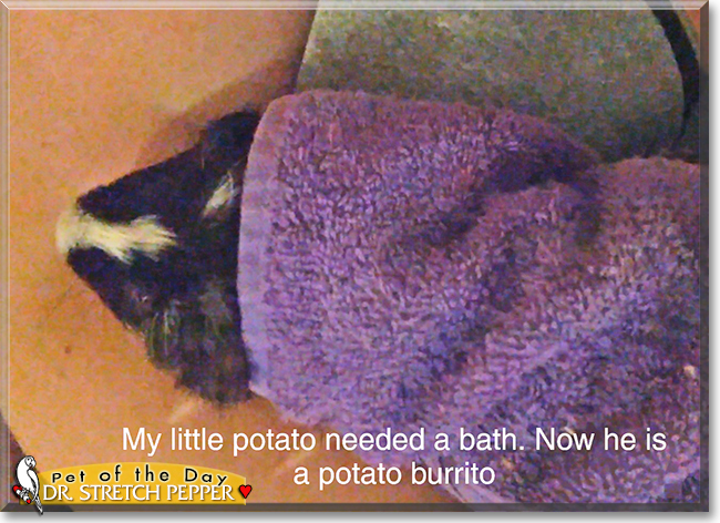 Dr. Stretch Pepper the Guinea Pig, the Pet of the Day