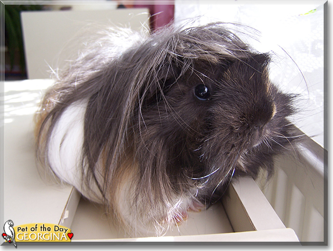 Georgina the Guinea Pig, the Pet of the Day