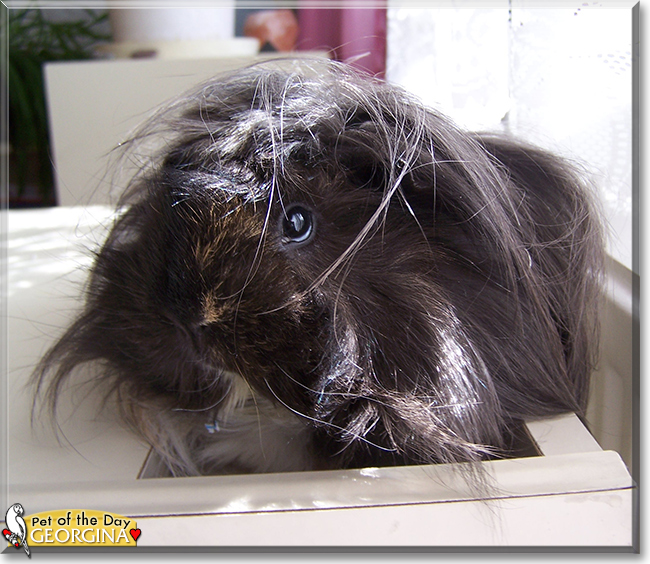 Georgina the Guinea Pig, the Pet of the Day