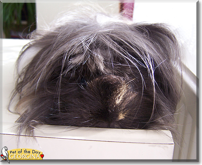 Georgina the Guinea Pig, the Pet of the Day